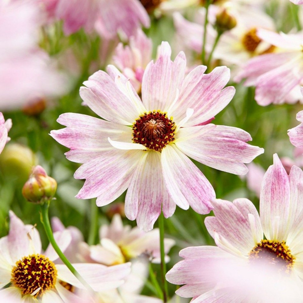 Кореопсис Блумсейшн Хамелеон