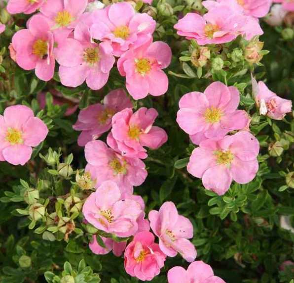 Лапчатка кустарниковая Пинк Квин (Pink Queen)