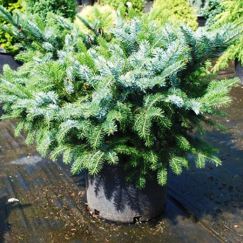 Ель двухцветная Биколор (Bicolor) (Picea bicolor) - описание сорта ...