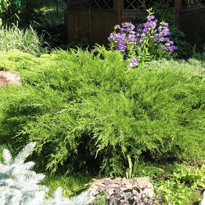 Можжевельник средний (Пфицериана) Майнт Джулип (Минт Джулеп)