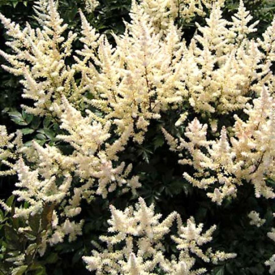 Астильба японская Бронзлауб (Бронзелауб, Bronzelaub)