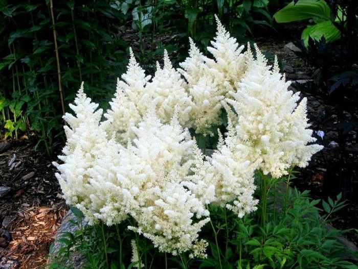 Астильба Арендса Диамант (Diamant)