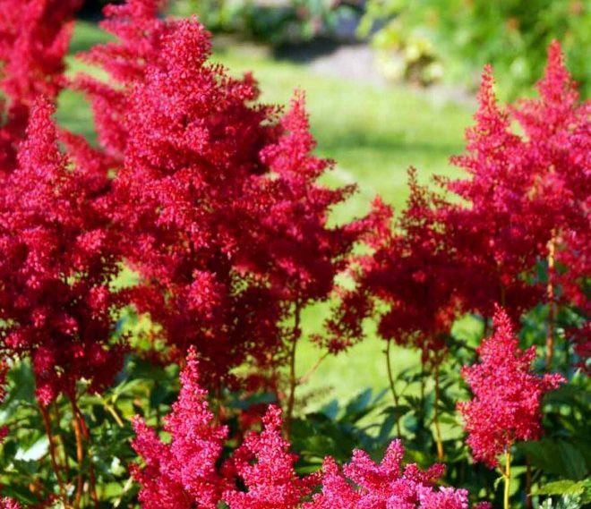 Астильба японская Дюссельдорф (Dusseldorf)