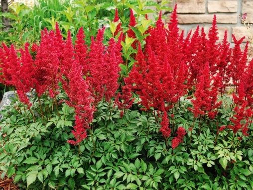 Астильба Арендса Фанал (Fanal)