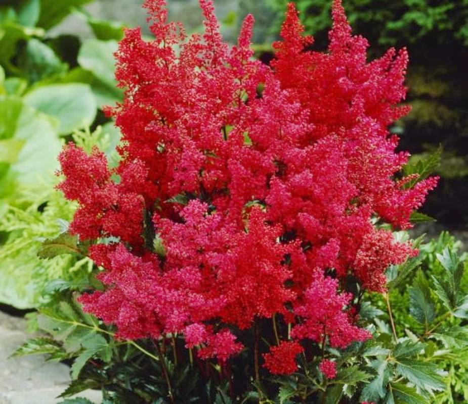 Астильба Арендса Гранат (Granat)