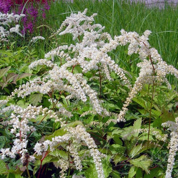 Астильба Тунберга Профессор ван дер Вилен (Prof. van der Wielen) 