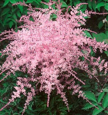 Астильба простолистная Спрайт (Sprite)