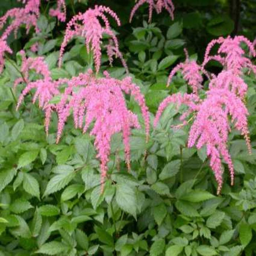 Астильба Тунберга Штраусенфедер (Штраусен Федер, Strausen feder, Straussenfeder)