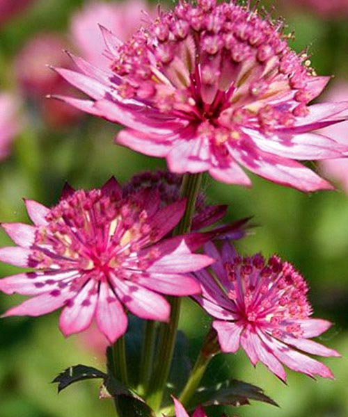 Астранция крупная Примадонна (Звездовка большая Primadonna)