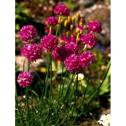 Армерия приморская Спленденс Перфекта (Splendens Perfecta)