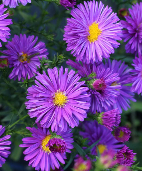 Астра новобельгийская Прайд оф Корнвол (Pride of Cornwall, Прайд оф Колвэл)