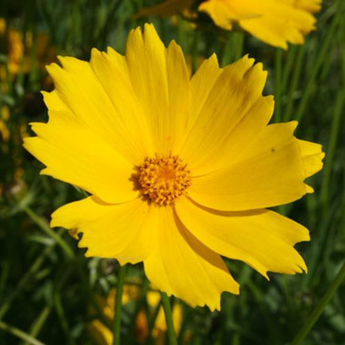 Кореопсис крупноцветковый Каттинг Голд (Куттинг Голд, Cutting Gold)