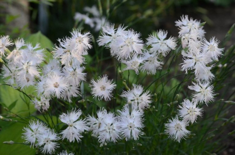 Гвоздика песчаная