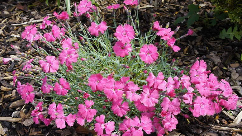 Гвоздика серовато-голубая (Dianthus gratianopolitanus) - описание сорта ...
