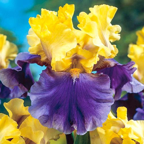 Ирис бородатый Эдит Волфорд (германский Edith Wolford)