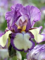 Ирис бородатый Гарибальди (германский Garribaldi)