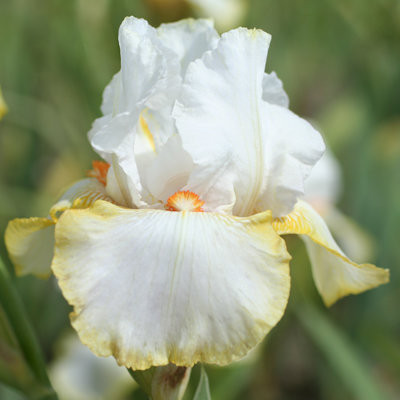 Ирис бородатый Хэллоуин Хало (Halloween Halo)