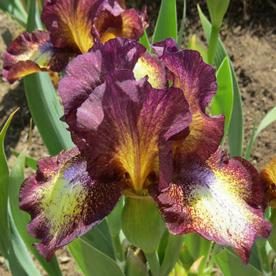 Ирис бородатый Хот Фьюдж (Hot Fudge)