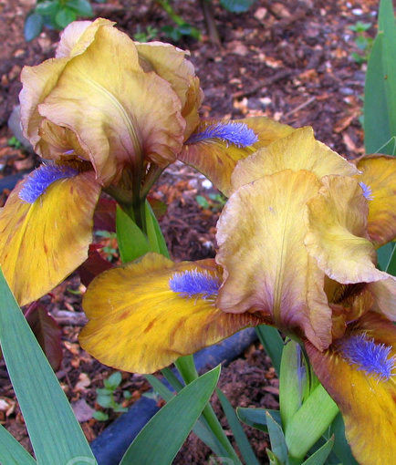 Ирис карликовый Стокгольм (Stockholm)