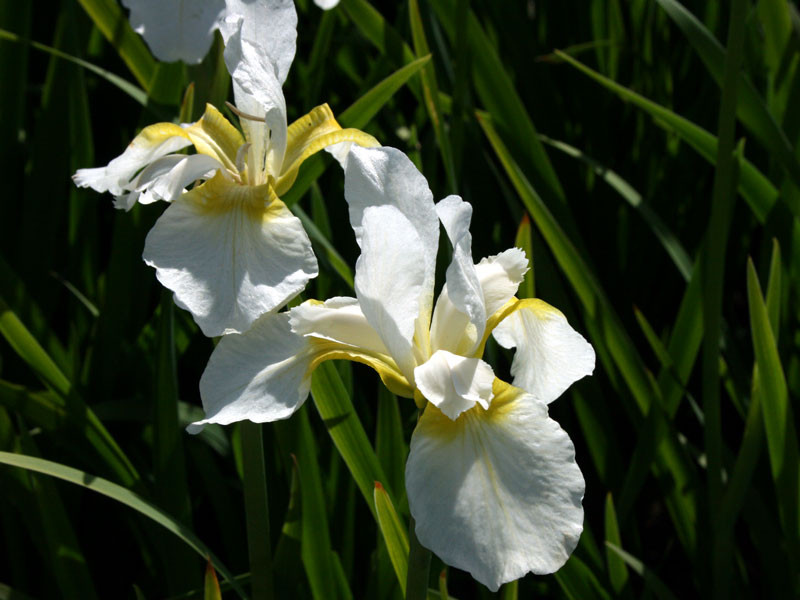Ирис сибирский Альба (Алба, Alba)