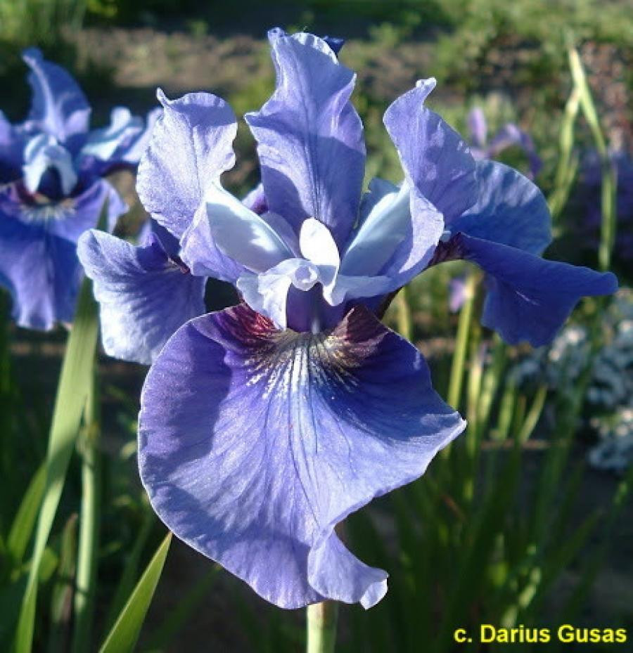 Ирис сибирский Эго (Ego)
