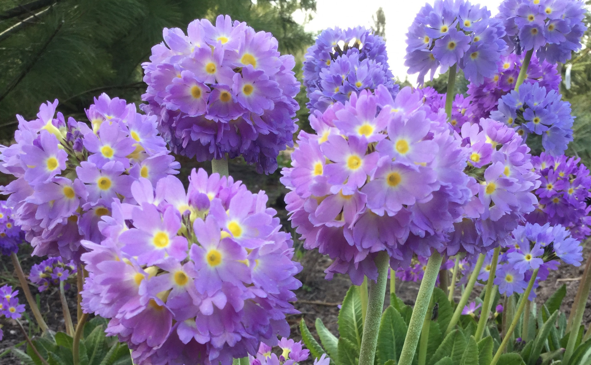 Примула зубчатая (Primula denticulata blue) - описание сорта, фото,  саженцы, посадка, особенности ухода. Дачная энциклопедия.