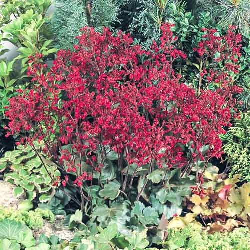 Гейхера кроваво-красная Корал Форест (Coral Forest)