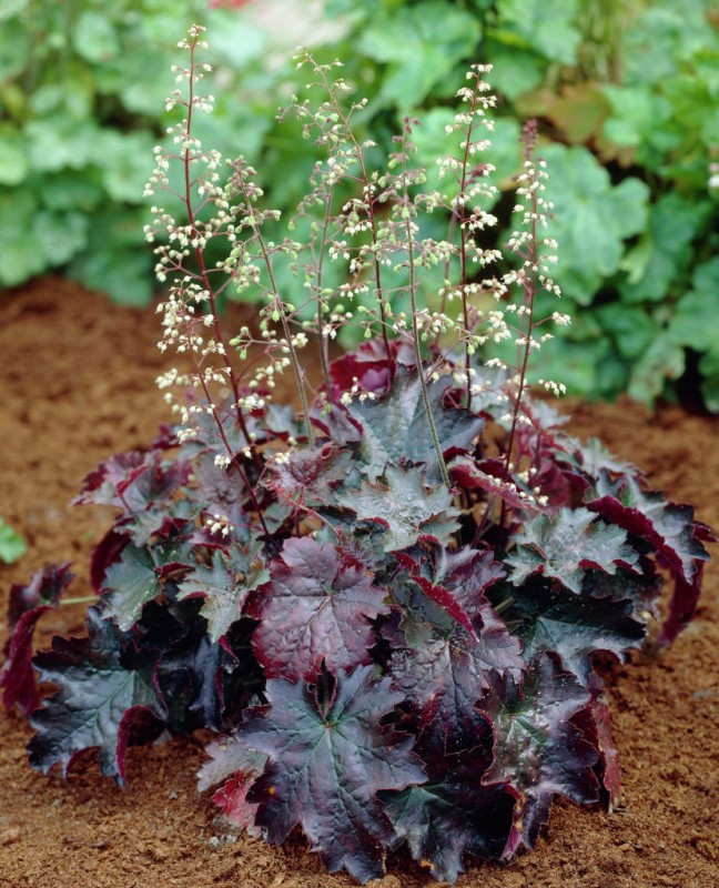 Гейхера Иденс Мистери (Edens Mystery)