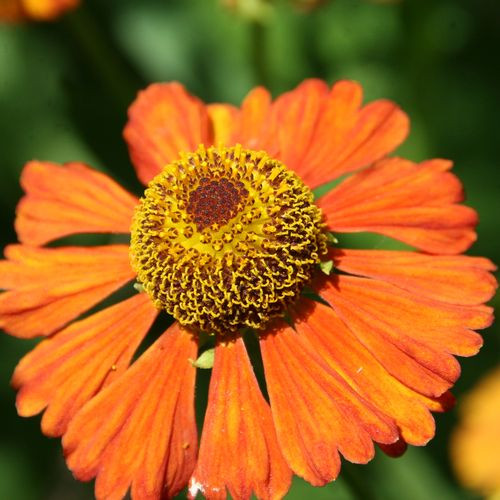 Гелениум гибридный Супербам Рубин (Superbum Rubrum)