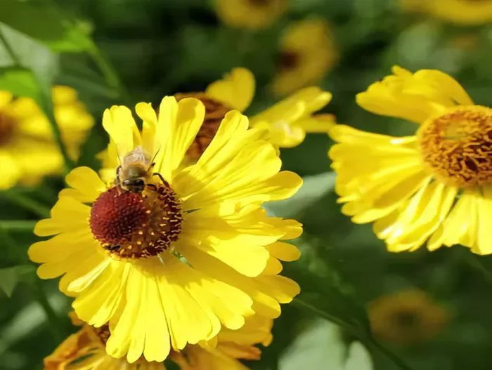 Гелениум гибридный Весерголд (Wesergold)