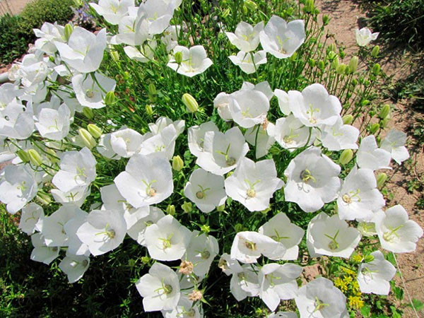 Колокольчик карпатский Вайт (White)