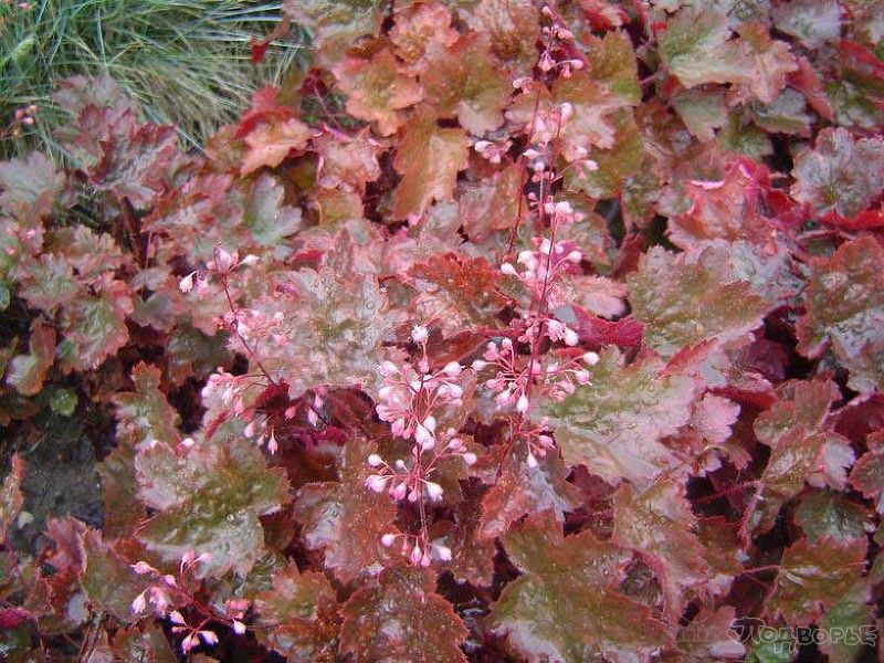 Гейхера Рейчел (Rachel, Рашель)