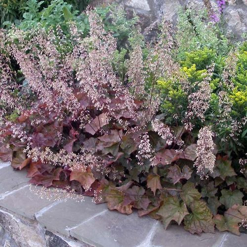 Гейхера мелкоцветковая Шуста Дейзи (Schusta Daisy)