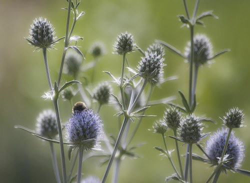 Синеголовник плосколистный 