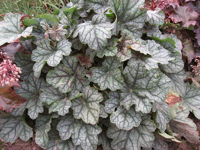 Гейхера Винес (Винус, Венус, Venus)