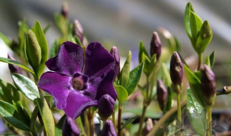 Барвинок малый Атропурпурия (Atropurpurea)