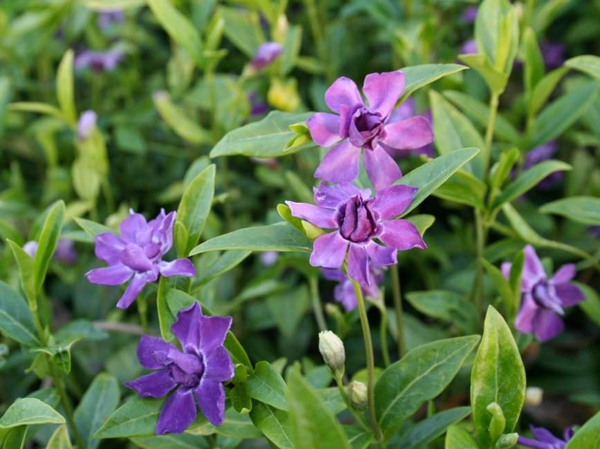 Барвинок малый Мультиплекс (Multiplex)