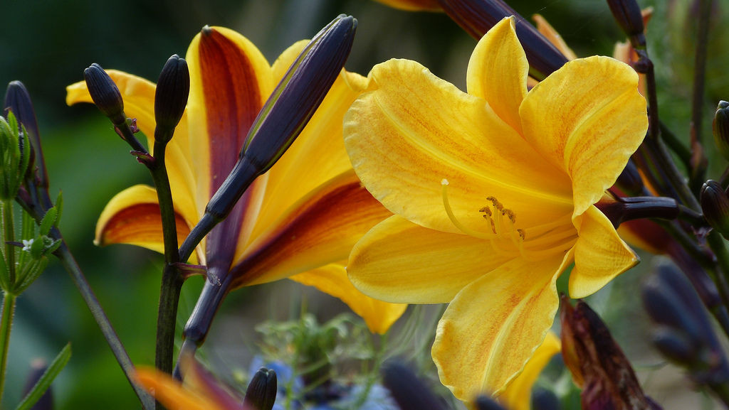 Лилейник гибридный Корки (Corky)