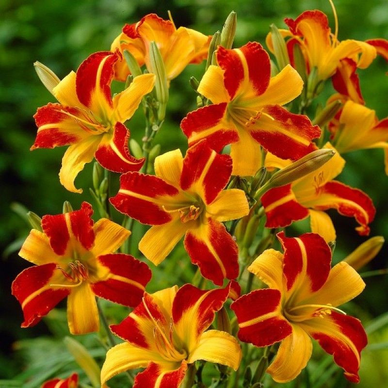 Лилейник гибридный Франс Халс (Frans Hals)