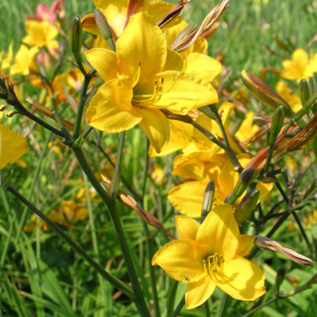 Лилейник гибридный Голден Чимс (Golden Chimes)