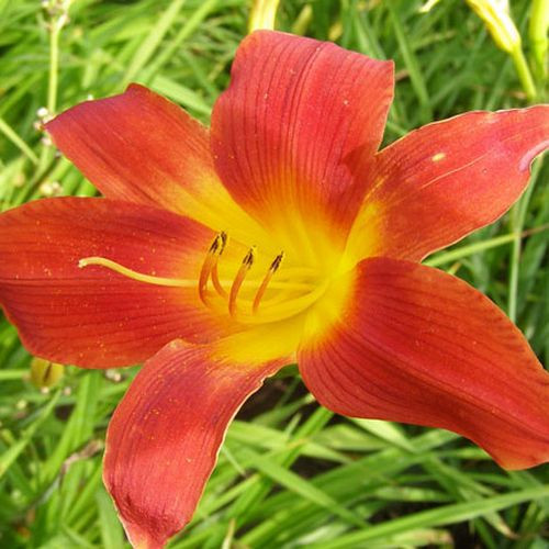 Лилейник гибридный Густо (Gusto)