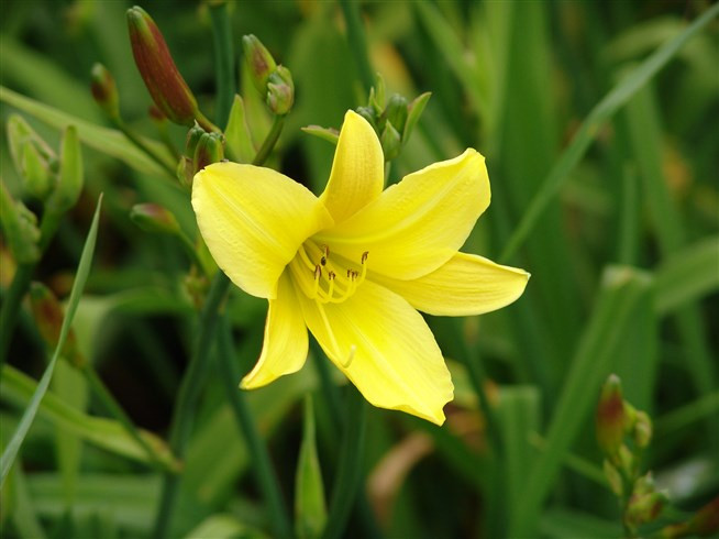 Лилейник гибридный Лемонс Беллз (Lemons Bells, Лемон Бэллз)