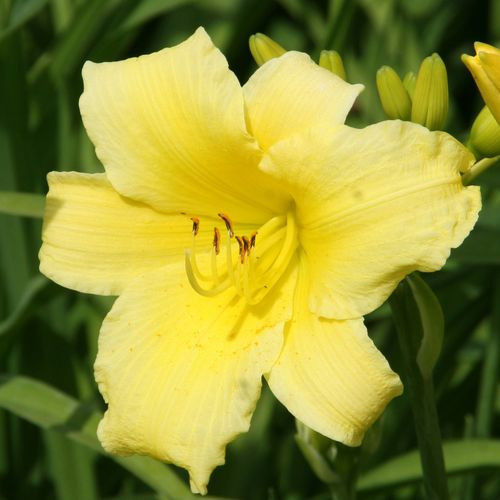 Лилейник гибридный Президент Мадж Марше (President Maghe Marshe)