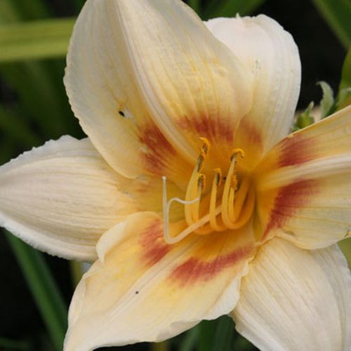 Лилейник гибридный Варсити (Varsity, Верcити)