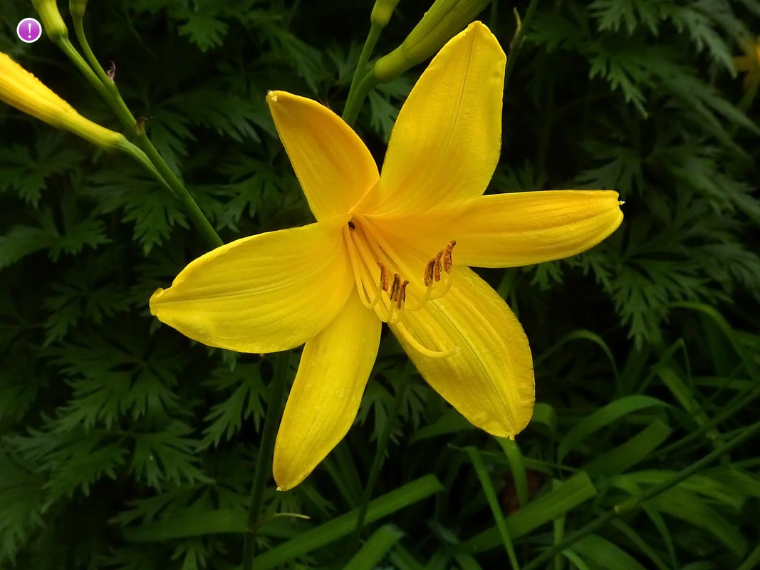 Лилейник ширококорончатый 