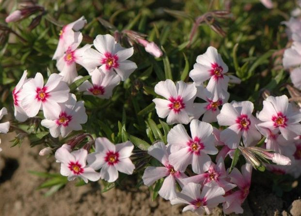 Флокс шиловидный Корал Ай (Coral Eye)