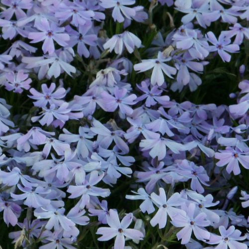 Флокс шиловидный Окинг Блю (Oaking Blue, Оакинг Блу, Акниг Блю)