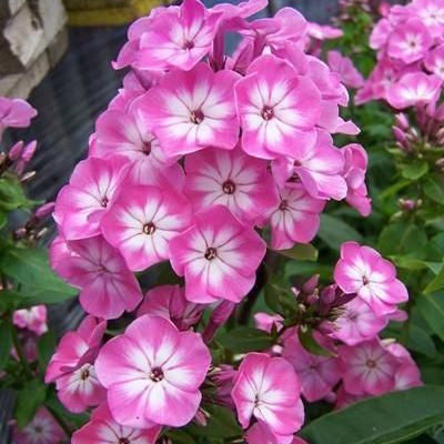 Флокс метальчатый Анастасия (Anastasia)