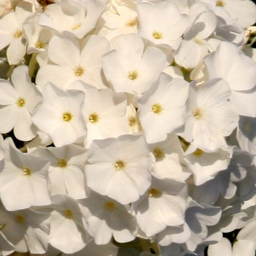 Флокс метельчатый Дипломат (Diplomat)