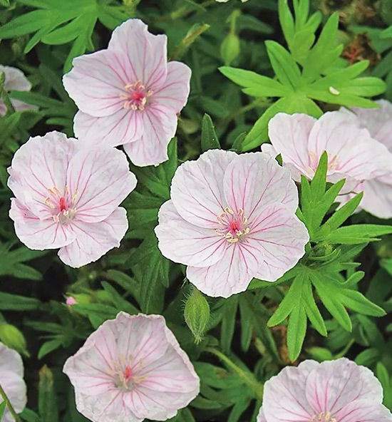 Герань кроваво-красная Апфельблюте (Apfelblute)